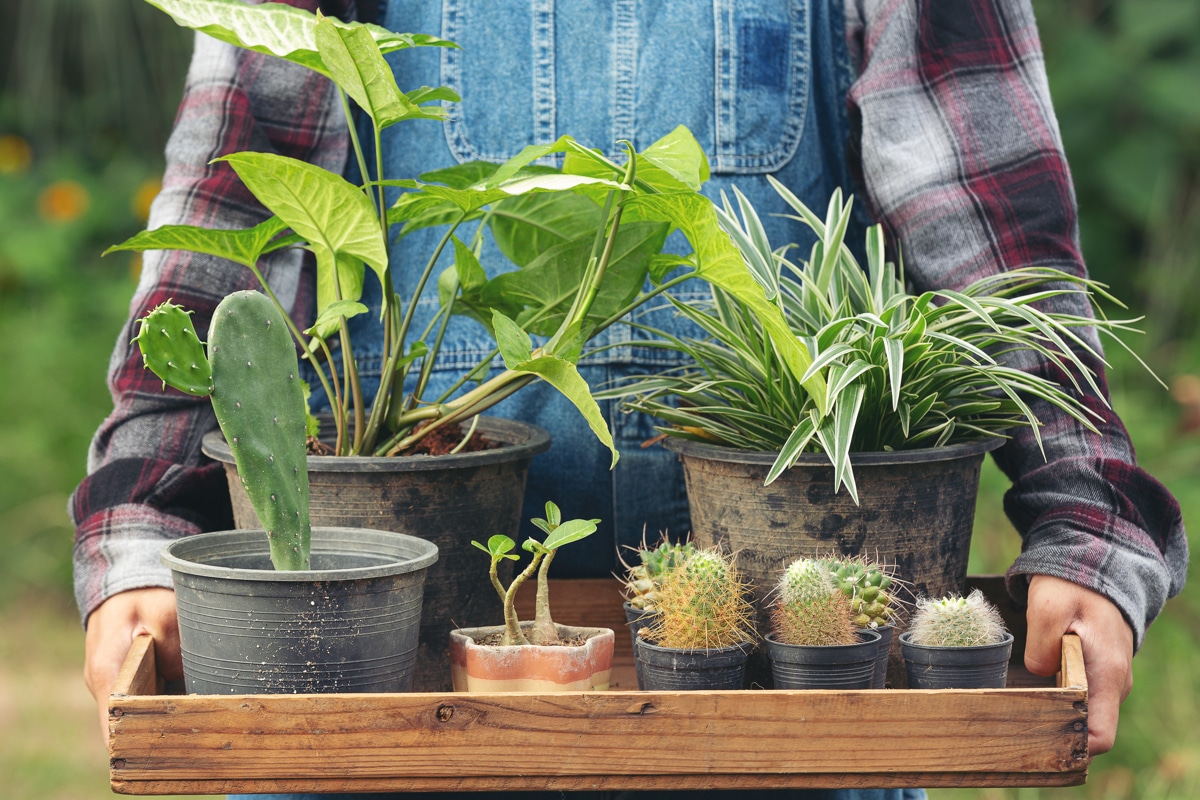 13 espèces de plantes résistantes à la canicule Les plantes plein soleil en pot pour un extérieur éblouissant