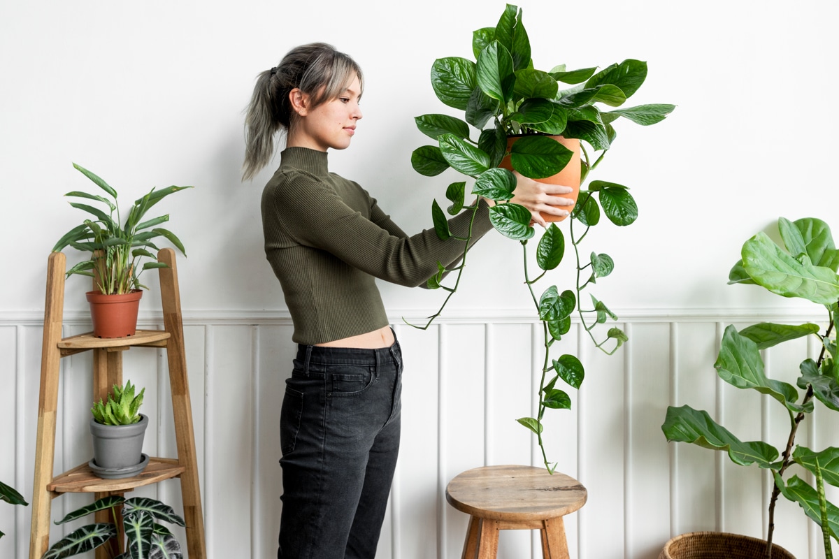 Ces plantes pour rafraîchir l'intérieur de votre logement vont vous surprendre tant elles sont efficaces et élégantes