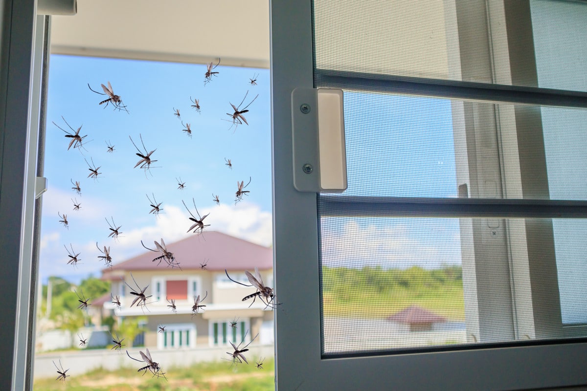 Éloignez les insectes de votre domicile une bonne fois pour toutes avec grâce à astuces efficaces