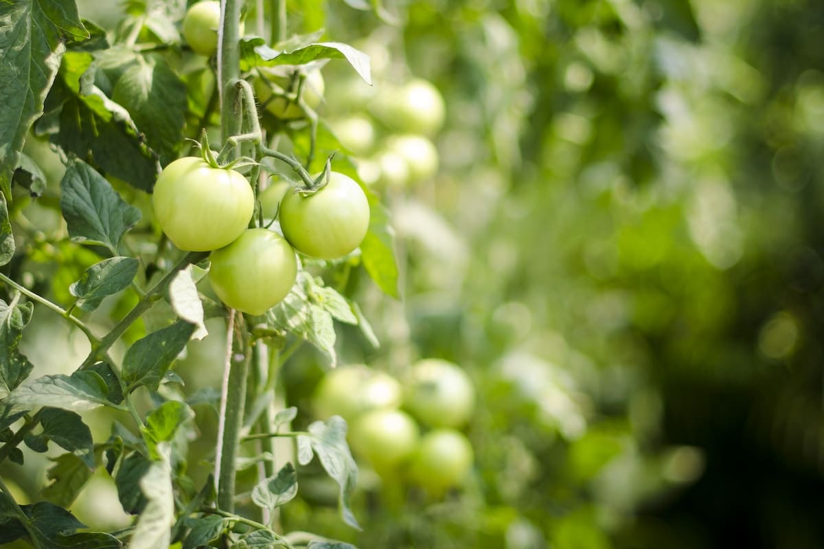 Les secrets de l'insecticide naturel le macérat de feuilles de tomates
