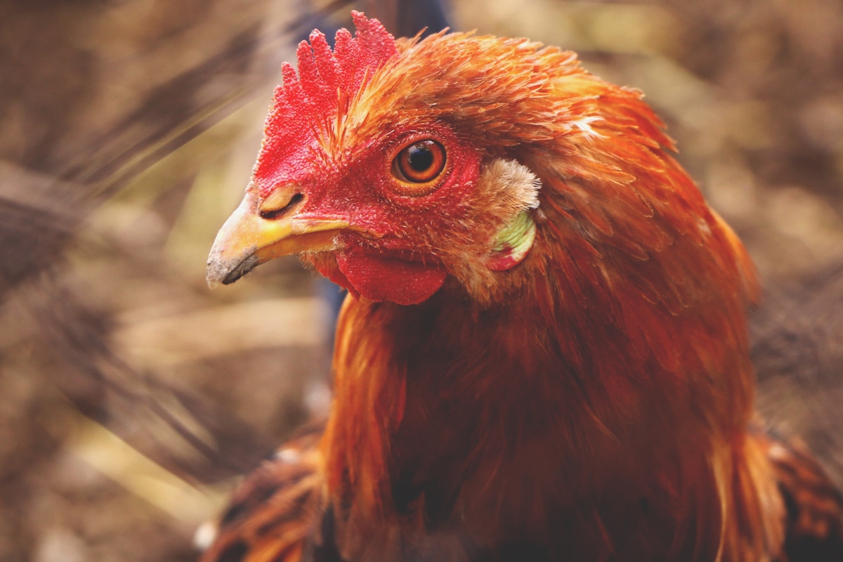 Ne laissez pas vos poules souffrir de la canicule et appliquez ces conseils en urgence pour les sauver