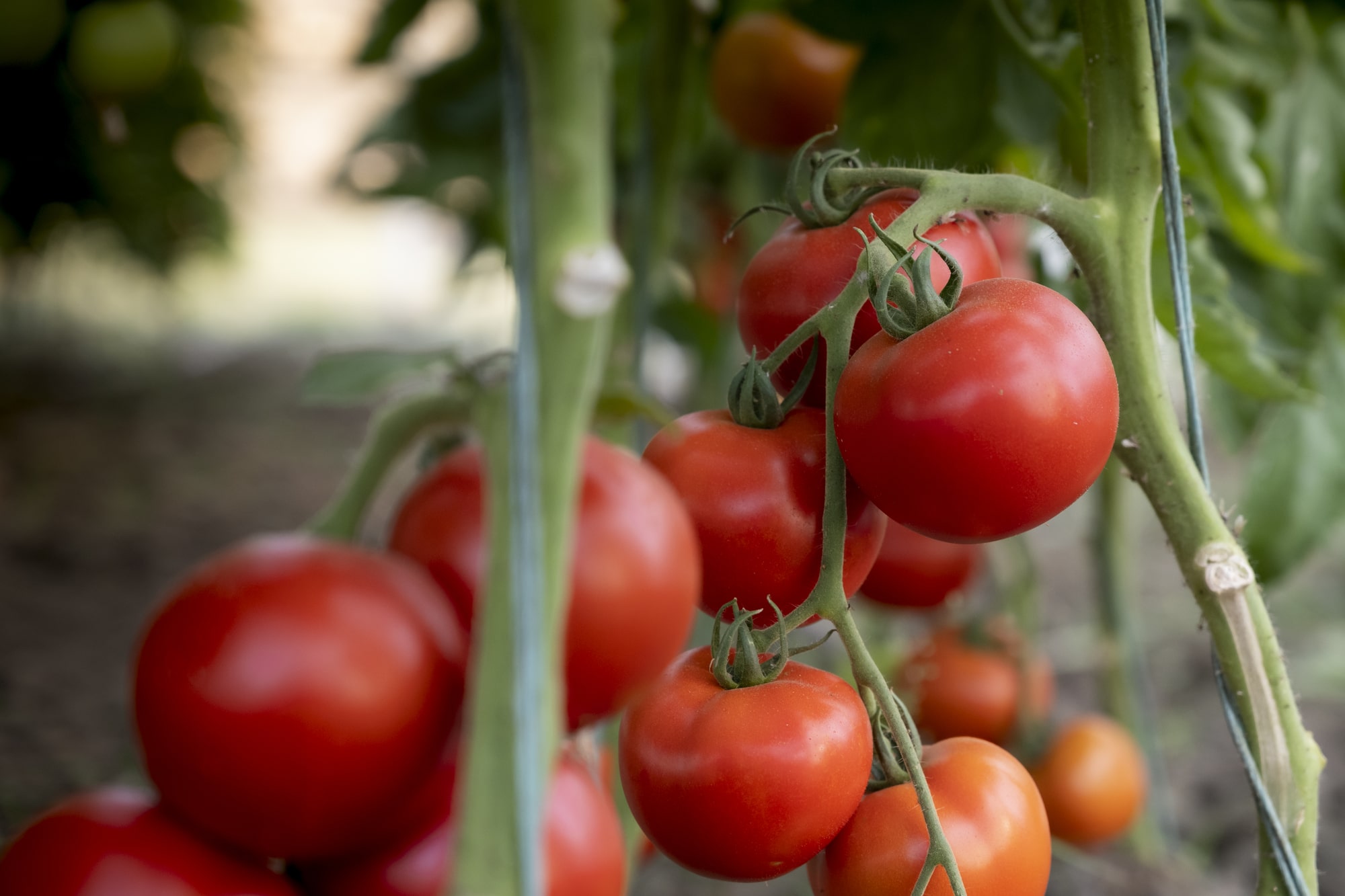 Reveillez le jardinier prodige en vous ! Faites pousser des tomates plus vite que votre voisin!