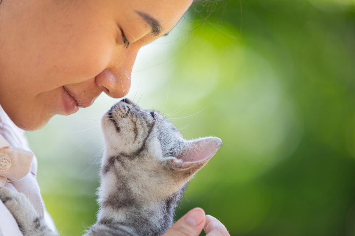 Top 10 des signes d'amour de votre chat Découvrez les preuves de son affection